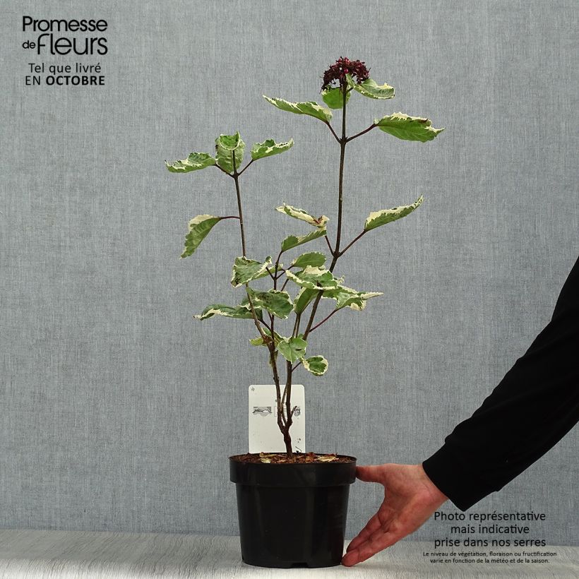 Exemplaar van Clerodendrum bungei Pink Diamond - Pindakaasstruik Pot van 3 l/4 l zoals geleverd in de herfst