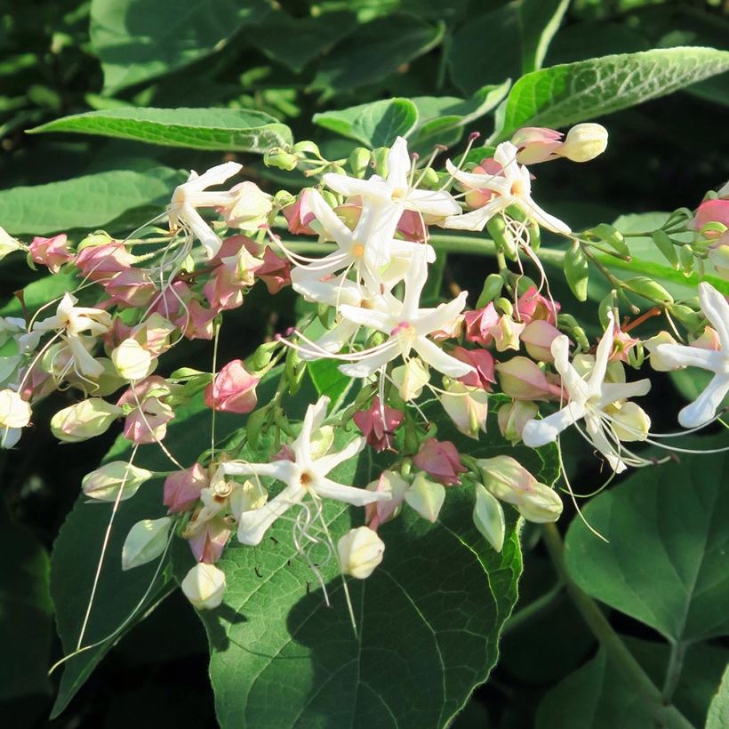 Kansenboom Fargesii - Clerodendrum trichotomum (Bloei)