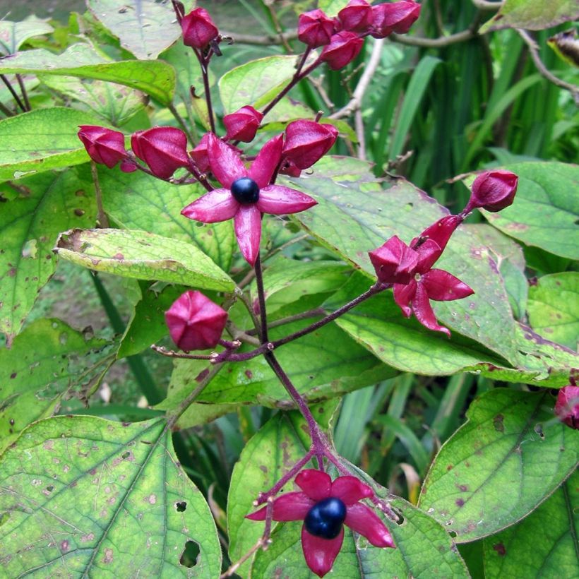 Kansenboom Fargesii - Clerodendrum trichotomum (Oogst)