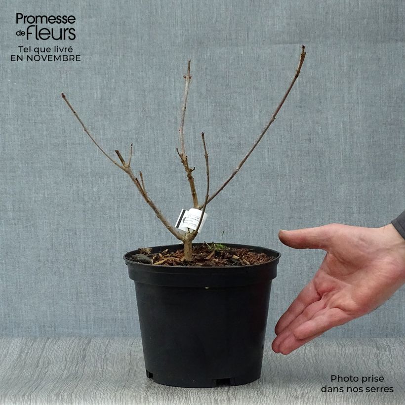 Exemplaar van Clerodendrum trichotomum Variegatum - Kansenboom Pot van 3 l/4 l zoals geleverd in de herfst