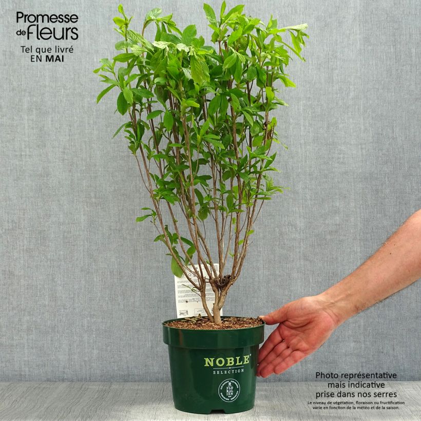 Example of Clethra alnifolia Anne Bidwell - Schijnels Pot van 2 l/3 l as you get in printemps