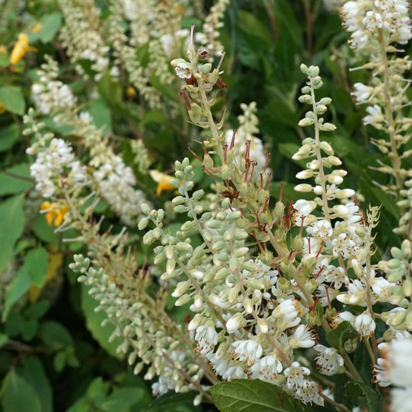 Clethra alnifolia Hummingbird - Schijnels (Flowering)