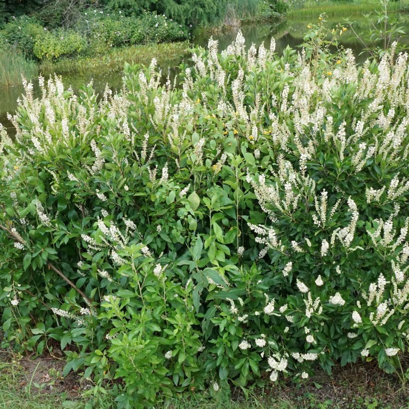 Clethra alnifolia Hummingbird - Schijnels (Plant habit)