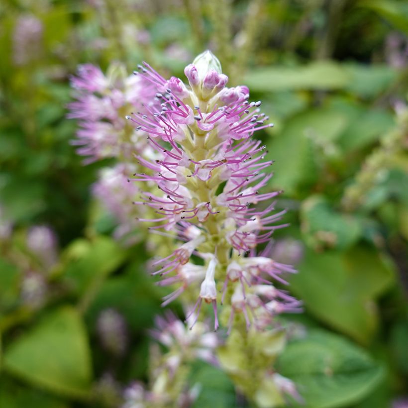 Clethra alnifolia Hummingbird - Schijnels (Bloei)