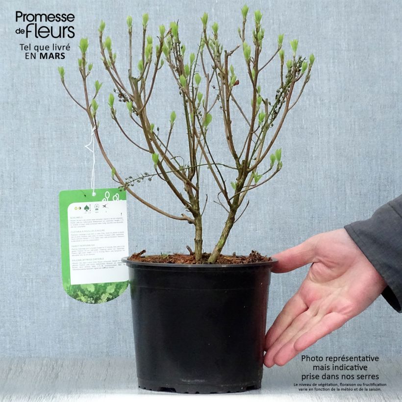 Example of Clethra alnifolia Hummingbird - Schijnels Pot van 3 l/4 l as you get in printemps