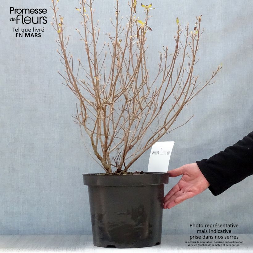 Example of Clethra alnifolia Hummingbird - Schijnels Pot van 7,5 l/10 l as you get in printemps