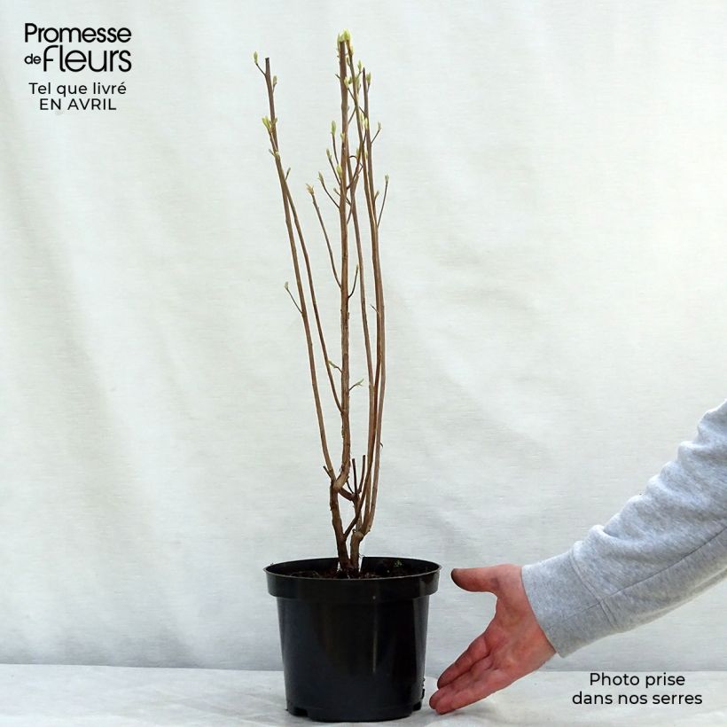 Example of Clethra alnifolia Ruby Spice - Schijnels Pot van 3 l/4 l as you get in printemps