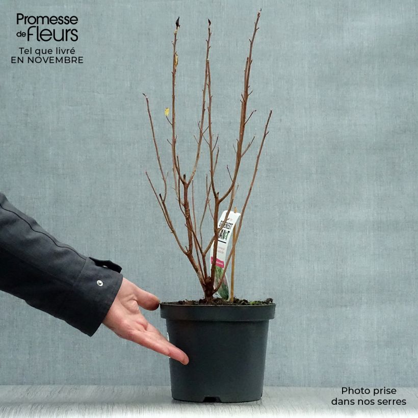 Exemplaar van Clethra alnifolia Ruby Spice - Schijnels Pot van 3 l/4 l zoals geleverd in de herfst