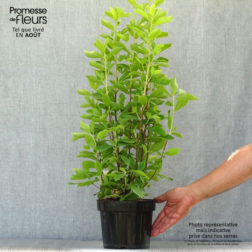 Exemplaar van Clethra alnifolia Ruby Spice - Schijnels Pot van 3 l/4 l zoals geleverd in de zomer