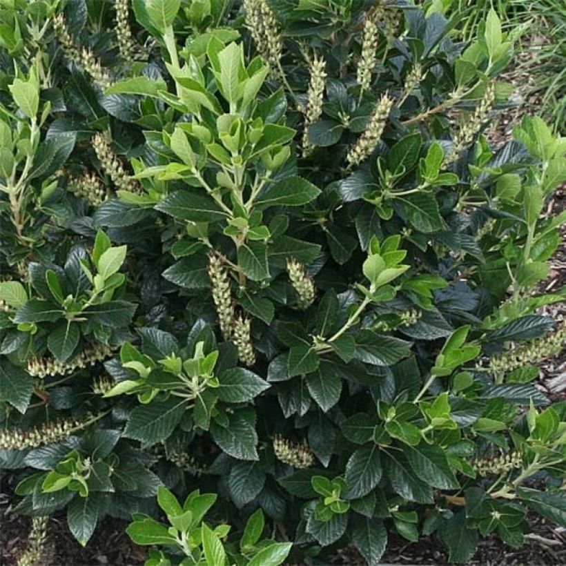 Clethra alnifolia Sixteen Candles - Schijnels (Blad)