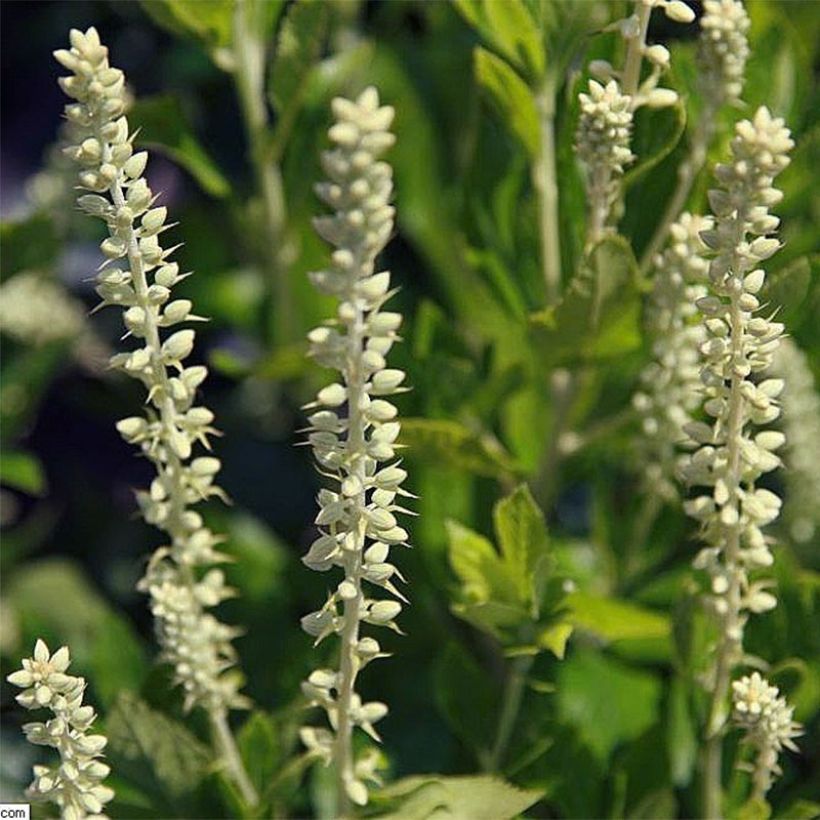 Clethra alnifolia Sixteen Candles - Schijnels (Bloei)