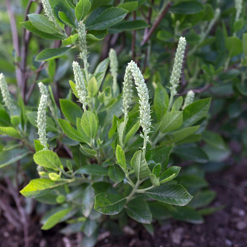 Clethra alnifolia Sixteen Candles - Schijnels (Bloei)
