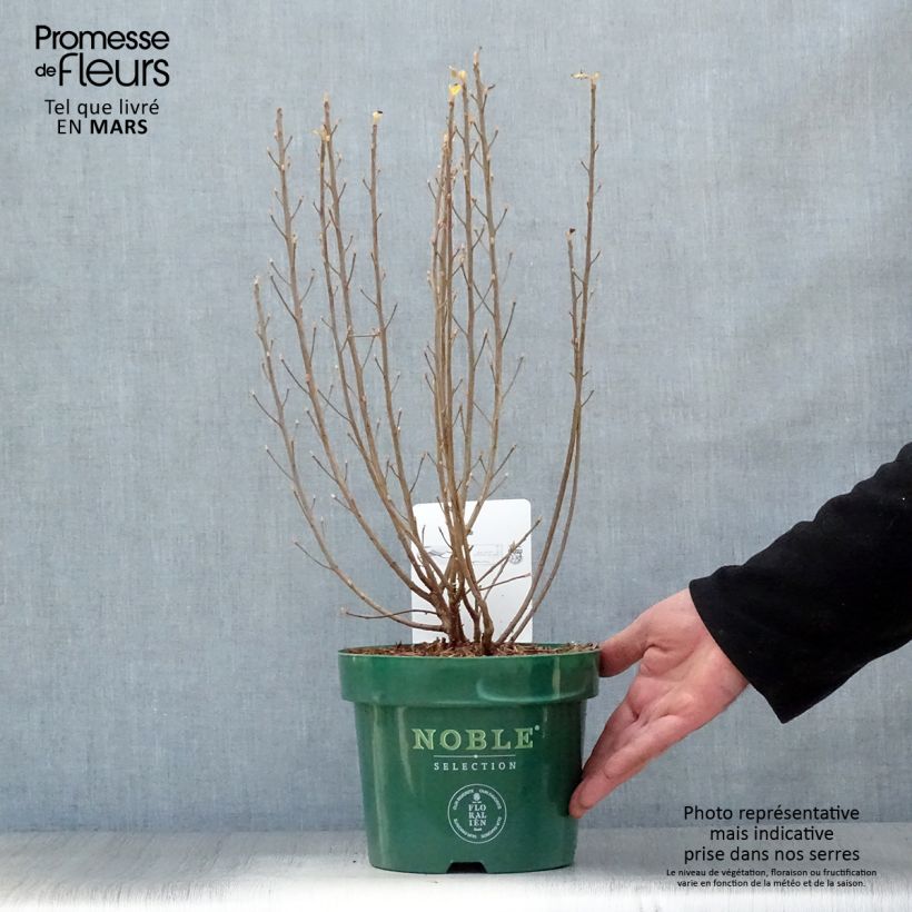 Exemplaar van Clethra alnifolia Sixteen Candles - Schijnels Pot van 2 l/3 l zoals geleverd in de lente