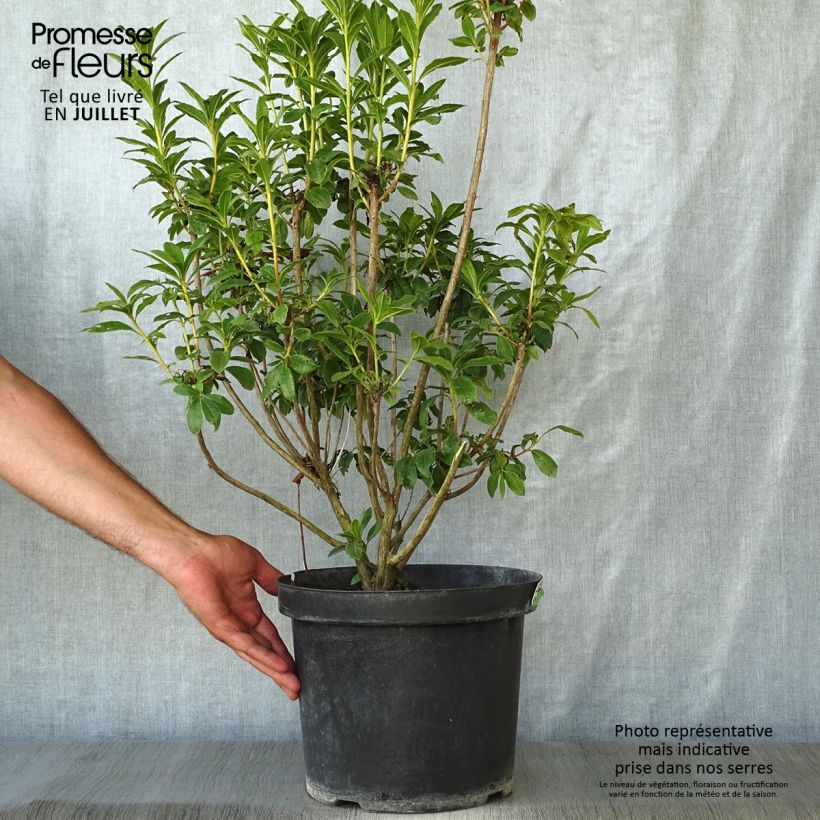 Exemplaar van Clethra alnifolia Sixteen Candles - Schijnels Pot van 7,5 l/10 l zoals geleverd in de zomer