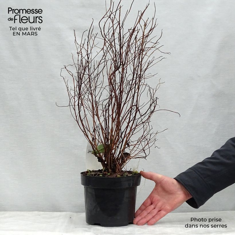 Example of Clethra barbinervis - Schijnels Pot van 3 l/4 l as you get in printemps