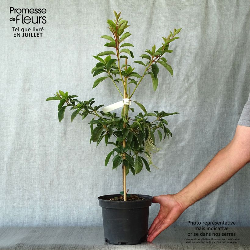 Exemplaar van Clethra barbinervis Great Star - Schijnels Pot van 4 l/5 l zoals geleverd in de zomer