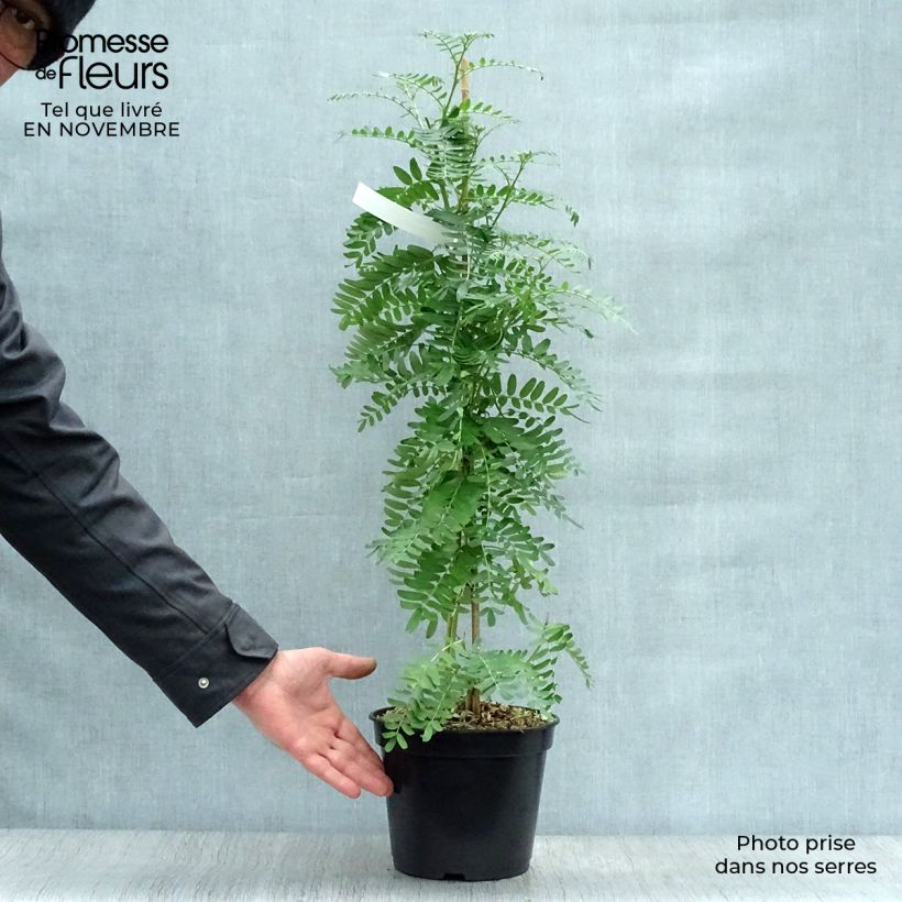 Exemplaar van Clianthus puniceus Flamingo - Papegaaiensnavel Pot van 3 l/4 l zoals geleverd in de herfst