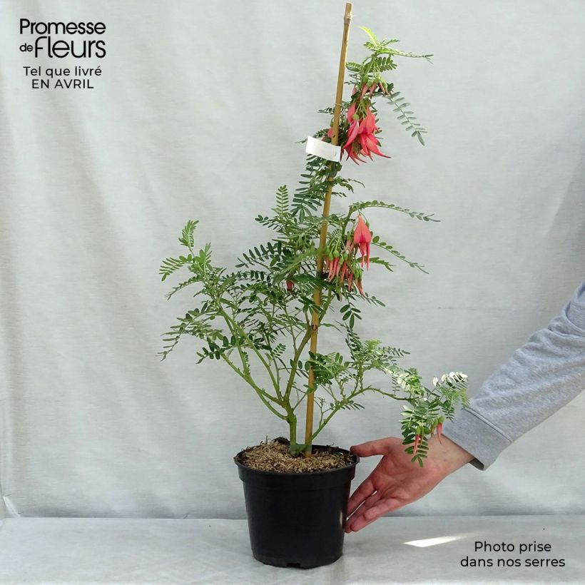 Example of Clianthus puniceus Flamingo - Papegaaiensnavel Pot van 3 l/4 l as you get in printemps