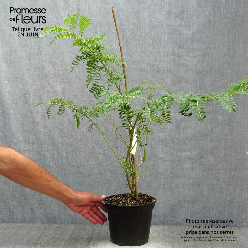 Exemplaar van Clianthus puniceus Flamingo - Papegaaiensnavel Pot van 3 l/4 l zoals geleverd in de zomer