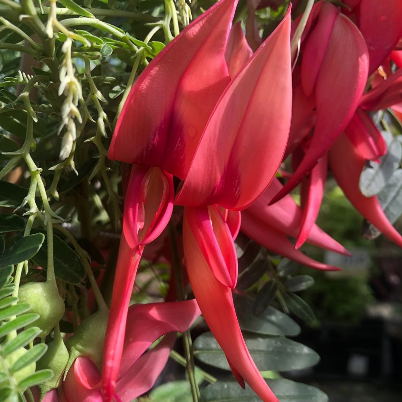 Clianthus puniceus Flamingo - Papegaaiensnavel (Flowering)