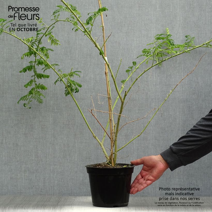 Exemplaar van Clianthus puniceus Kaka King - Pince de Homard Pot van 4 l/5 l zoals geleverd in de herfst