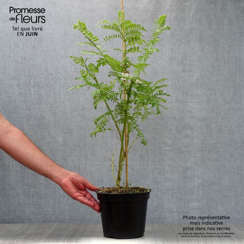 Exemplaar van Clianthus puniceus Kaka King - Pince de Homard Pot van 4 l/5 l zoals geleverd in de zomer