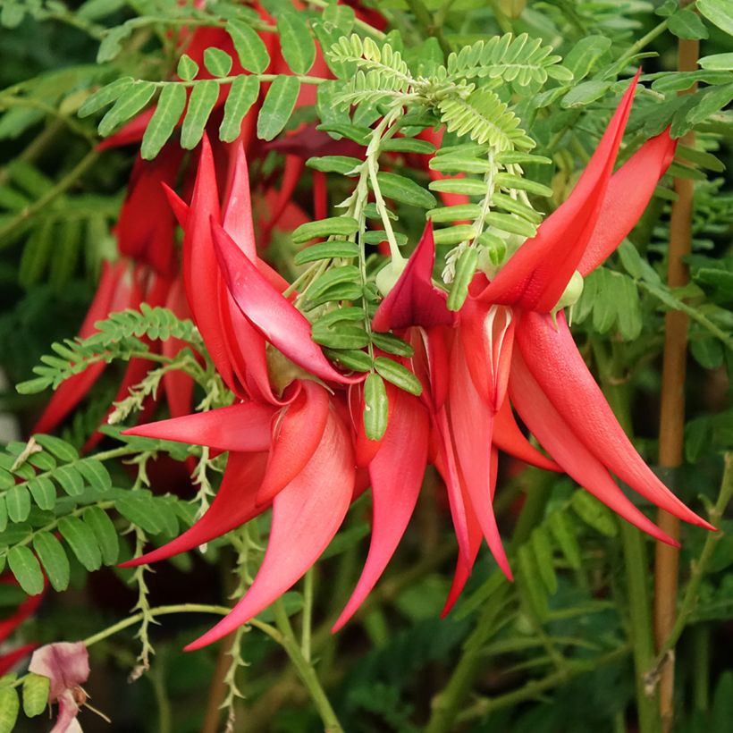 Clianthus puniceus Kaka King - Pince de Homard (Bloei)
