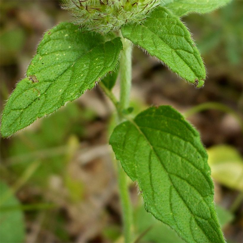 Clinopodium vulgare - Borstelkrans (Blad)