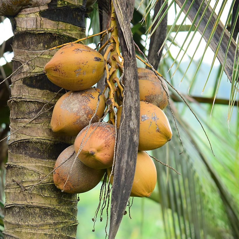 Cocos nucifera - Kokospalm (Oogst)
