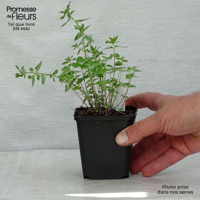 Exemplaar van Codonopsis clematidea Kweekpotje van 8/9 cm zoals geleverd in de lente