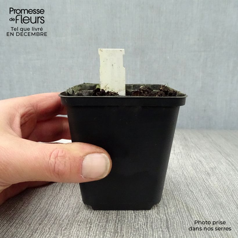 Exemplaar van Codonopsis clematidea Kweekpotje van 8/9 cm zoals geleverd in de winter
