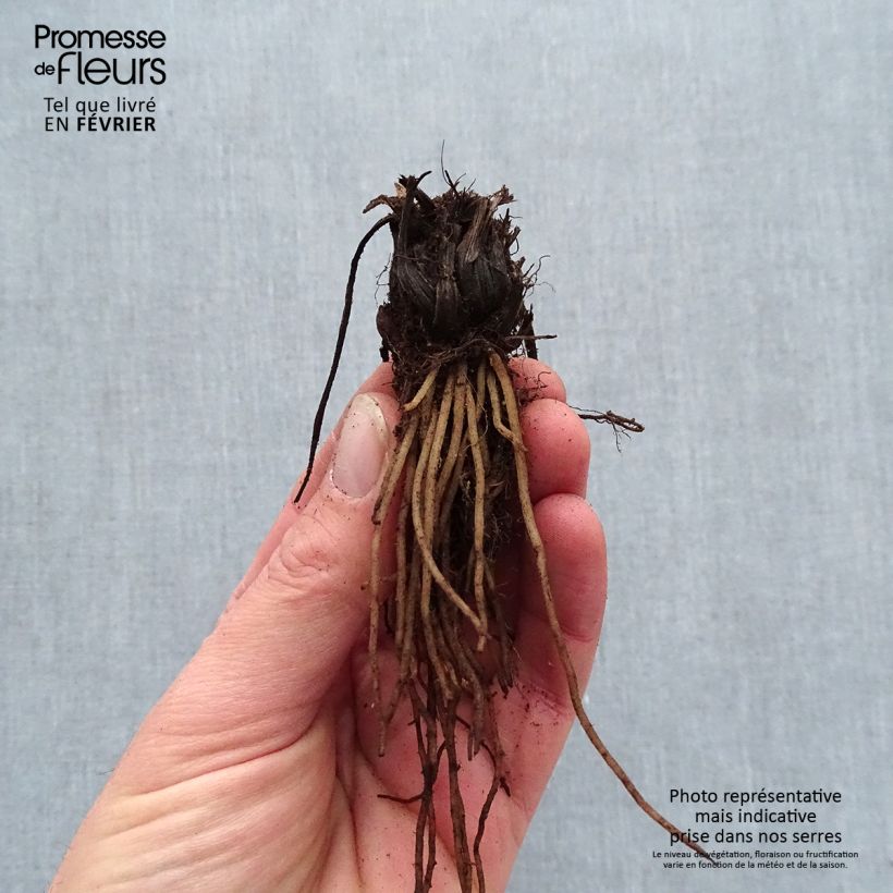 Exemplaar van Dicentra Candy Hearts - Gebroken hartje Naakte wortel zoals geleverd in de winter