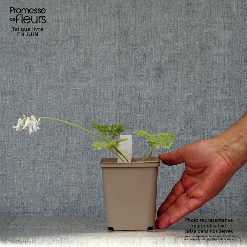 Exemplaar van Dicentra Ivory Hearts - Gebroken hartje Kweekpotje van 8/9 cm zoals geleverd in de zomer