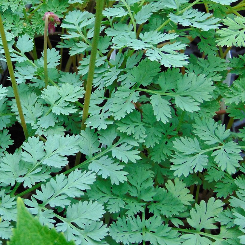 Dicentra King of Hearts - Gebroken hartje (Blad)