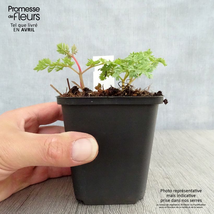 Exemplaar van Dicentra King of Hearts - Gebroken hartje Kweekpotje van 8/9 cm zoals geleverd in de lente