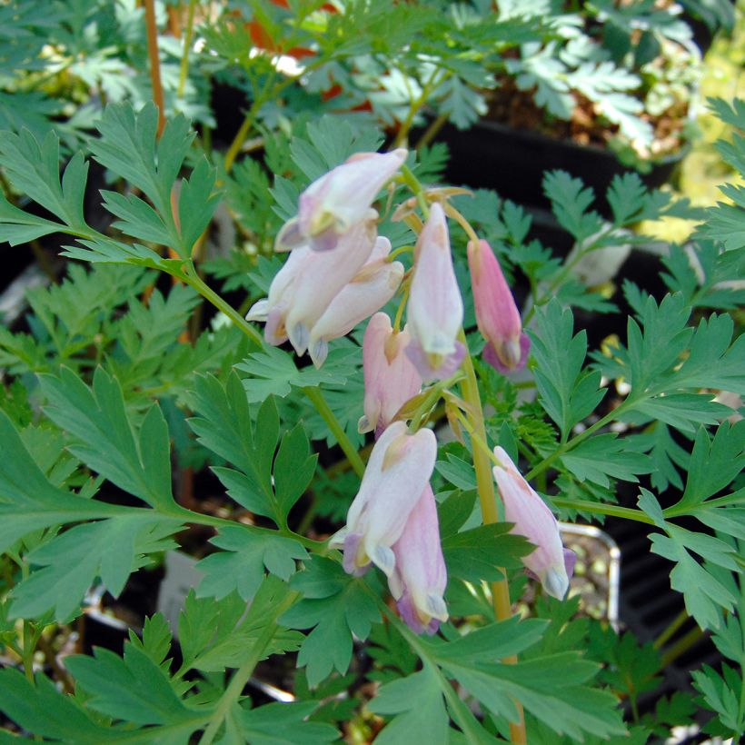 Dicentra eximia Stuart Boothman - Gebroken hartje (Bloei)