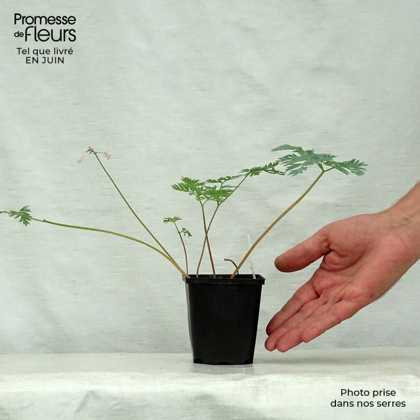 Exemplaar van Dicentra eximia Stuart Boothman - Gebroken hartje Kweekpotje van 8/9 cm zoals geleverd in de zomer