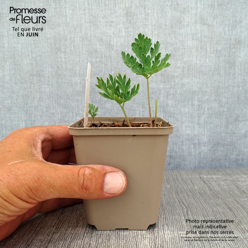 Exemplaar van Dicentra formosa Aurora - Gebroken hartje Kweekpotje van 8/9 cm zoals geleverd in de zomer