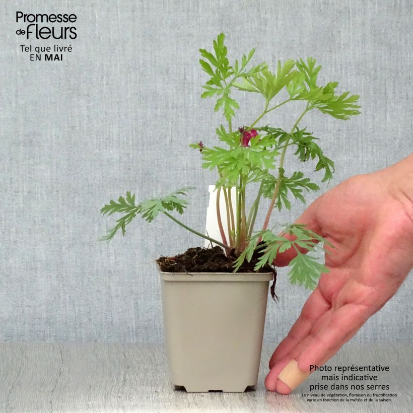 Exemplaar van Dicentra formosa Bacchanal - Gebroken hartje Kweekpotje van 8/9 cm zoals geleverd in de lente