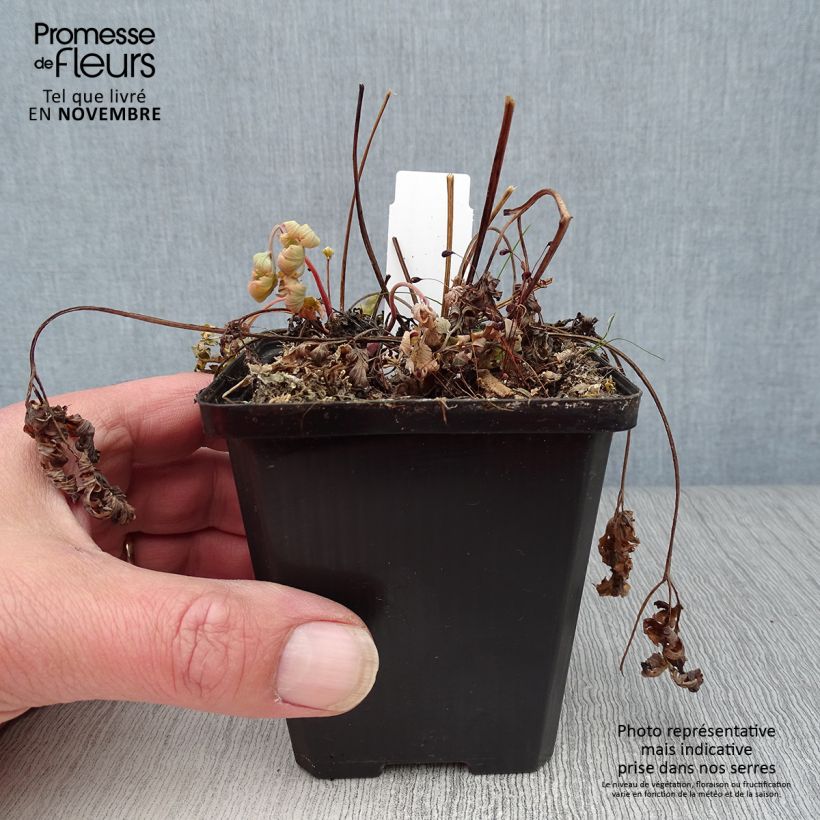 Exemplaar van Dicentra formosa Luxuriant - Gebroken hartje Kweekpotje van 8/9 cm zoals geleverd in de herfst