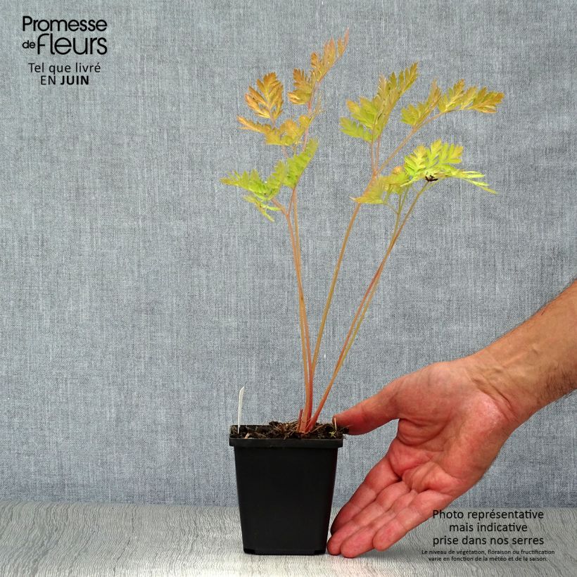 Exemplaar van Dicentra formosa Luxuriant - Gebroken hartje Kweekpotje van 8/9 cm zoals geleverd in de zomer