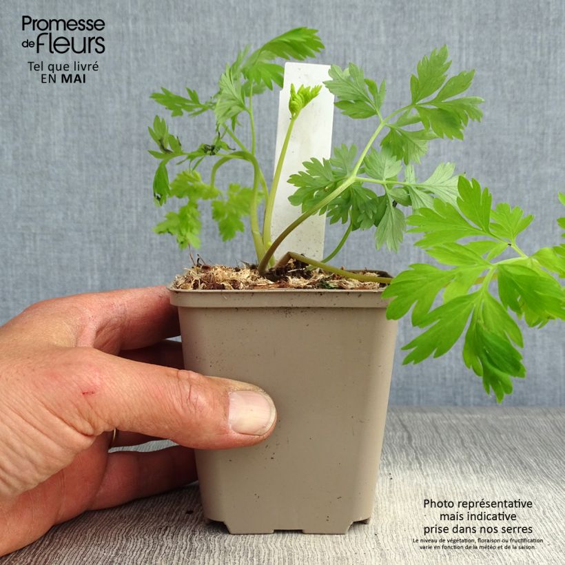 Exemplaar van Dicentra formosa Spring Gold - Gebroken hartje Kweekpotje van 8/9 cm zoals geleverd in de lente