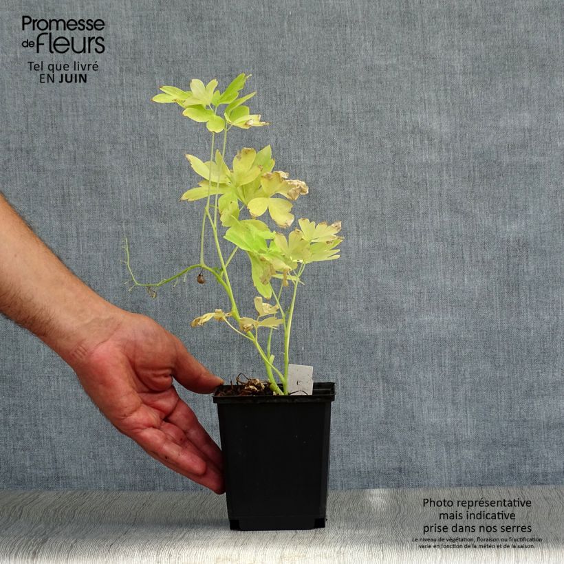 Exemplaar van Dicentra spectabilis White Gold - Gebroken hartje Kweekpotje van 8/9 cm zoals geleverd in de zomer