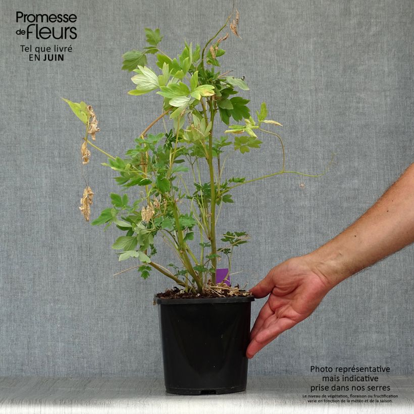 Exemplaar van Dicentra spectabilis Yellow Leaf - Gebroken hartje Pot van 3 l/4 l zoals geleverd in de zomer