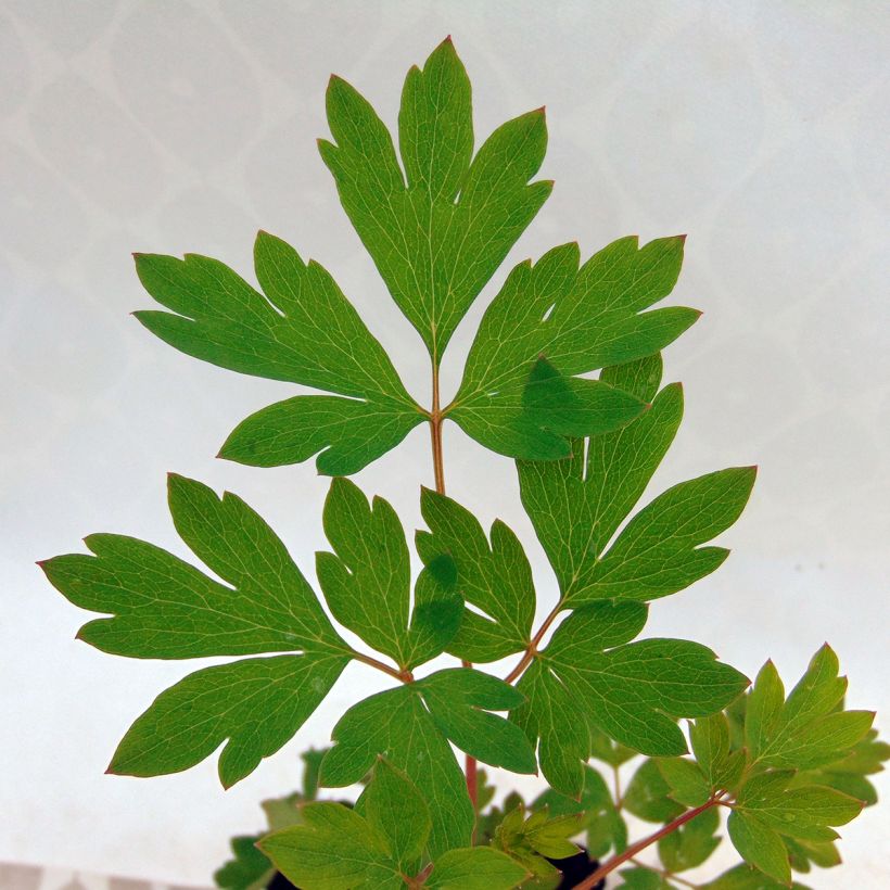 Dicentra spectabilis Roze - Gebroken hartje (Blad)