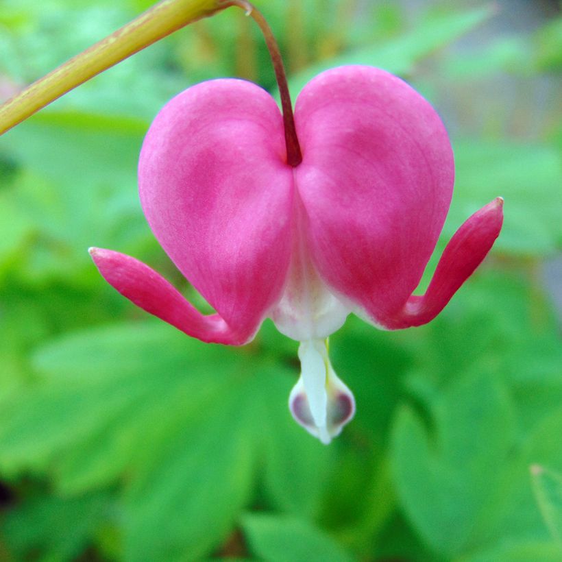 Dicentra spectabilis Roze - Gebroken hartje (Bloei)