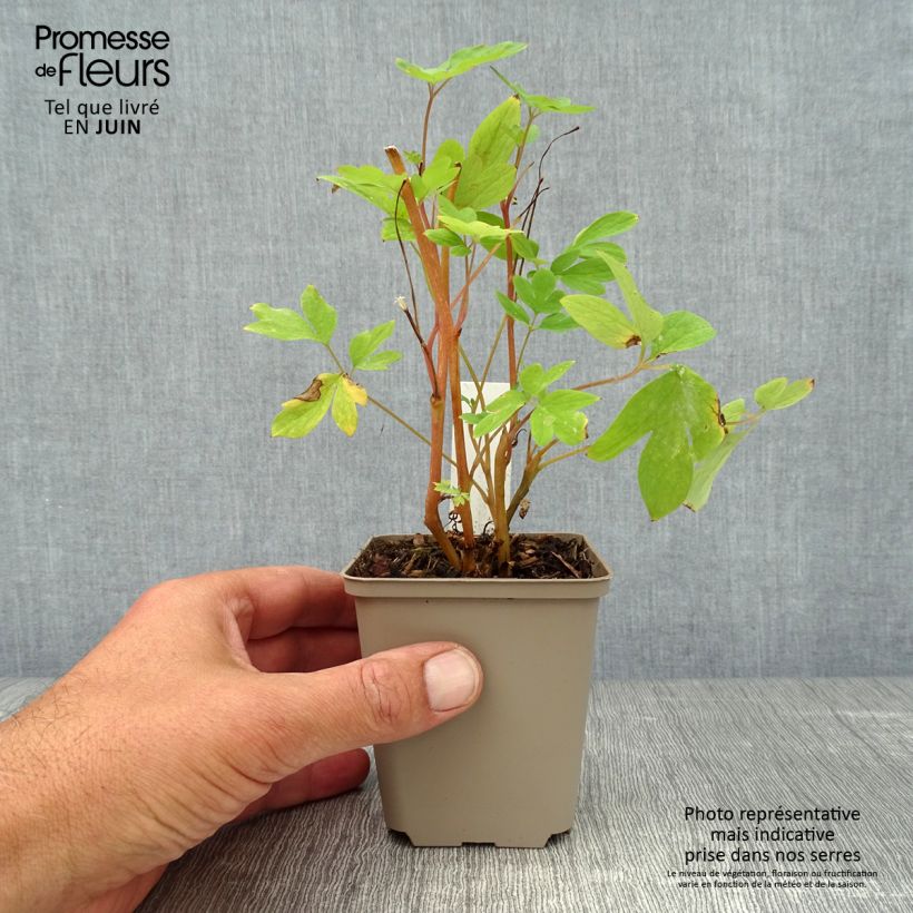 Exemplaar van Dicentra spectabilis Roze - Gebroken hartje Kweekpotje van 8/9 cm zoals geleverd in de zomer