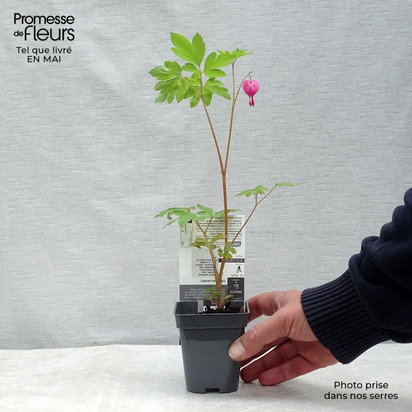 Exemplaar van Dicentra spectabilis Roze - Gebroken hartje Kweekpotje van 8/9 cm zoals geleverd in de lente