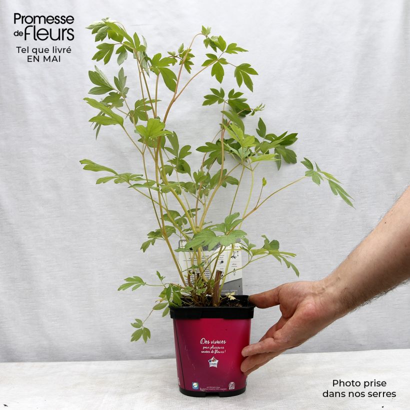 Exemplaar van Dicentra spectabilis Roze - Gebroken hartje Pot van 2 l/3 l zoals geleverd in de lente