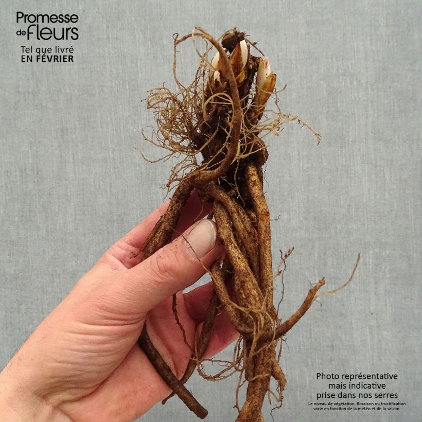 Exemplaar van Dicentra spectabilis Valentine - Gebroken hartje Naakte wortel zoals geleverd in de winter